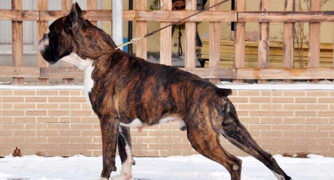 伯格犬多大产仔 伯格犬多大产仔