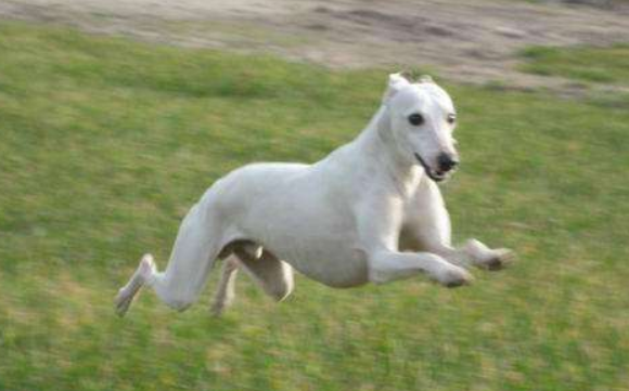 惠比特犬聪明吗