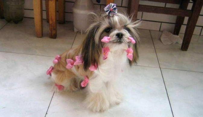 西施犬的性格外貌特征