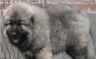 高加索犬该怎么喂养