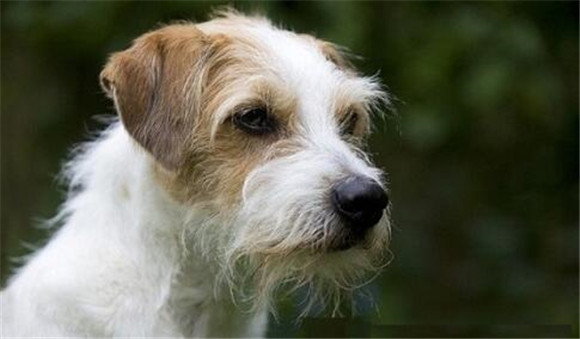 怎么判断克龙弗兰德犬得了什么病 怎么判断克龙弗兰德犬得了什么病