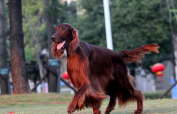 爱尔兰雪达犬智商排名