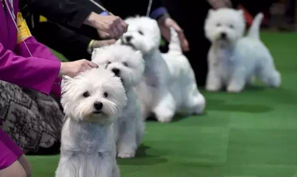 西高地犬的体高是多少