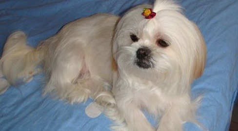 西施犬的体重大约是多少