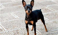 迷你杜宾犬的外貌特征性格