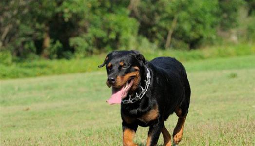 罗威纳犬的饲养要点有哪些