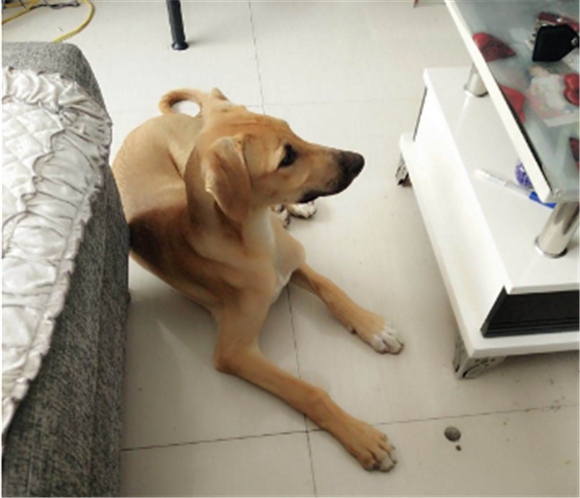 格雷伊猎犬的体高是多少 格雷伊猎犬的体高是多少