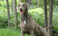 魏玛犬吃多了拉稀怎么办