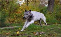 爱尔兰猎狼犬的饲养要点有哪些