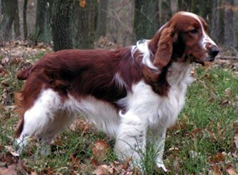 威尔斯激飞猎犬的起源和历史