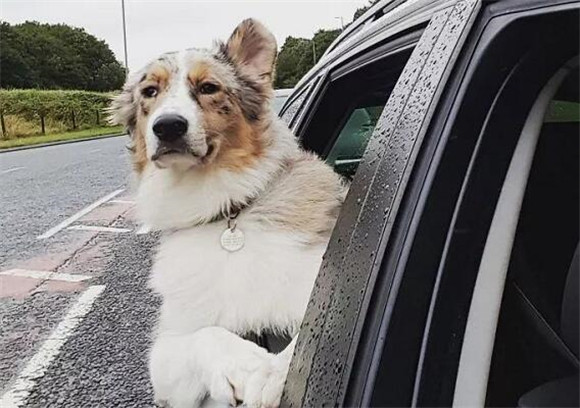 澳大利亚牧羊犬需要训练什么