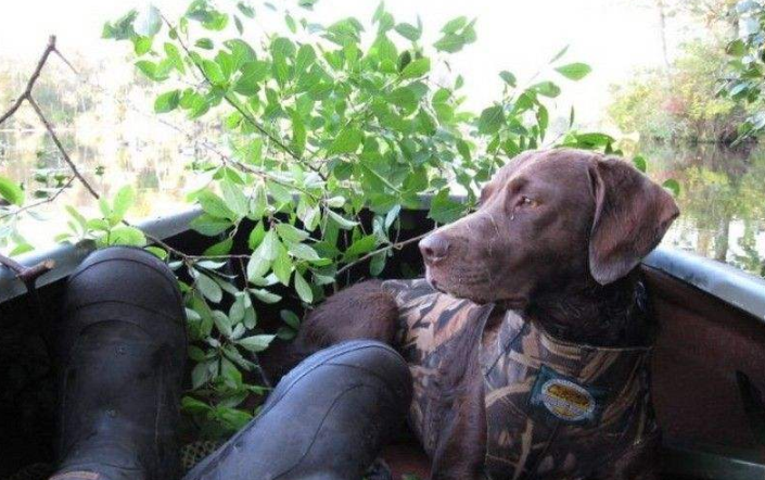 乞沙比克猎犬喜欢什么 乞沙比克猎犬喜欢什么
