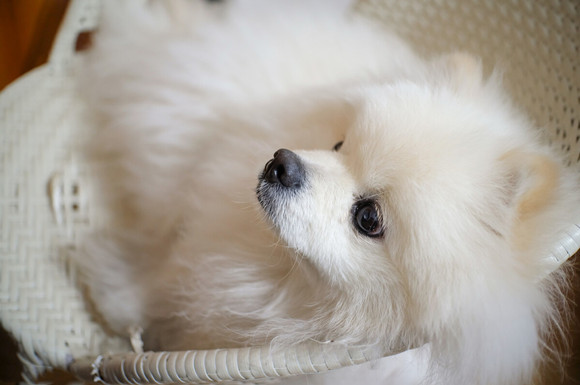 博美犬7个月是多少岁 博美犬7个月是多少岁