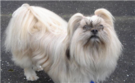 拉萨犬的寿命一般是多久