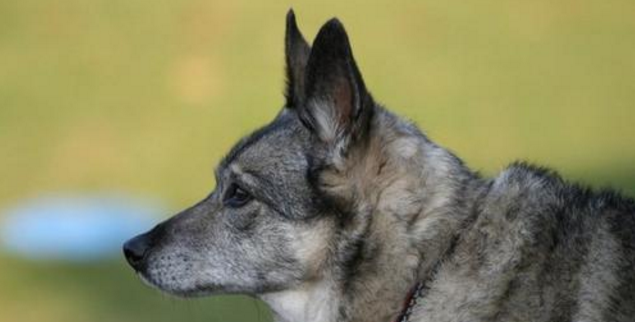 挪威猎麋犬窝咳吃什么药最好
