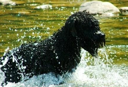 法兰德斯畜牧犬的用途是什么
