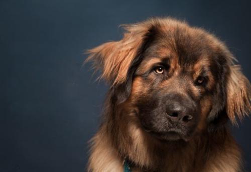 水性极佳的兰伯格犬,大家在挑选时需要注意些什么? 水性极佳的兰伯格犬,大家在挑选时需要注意些什么?