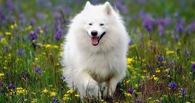 美国爱斯基摩犬一天吃几顿 美国爱斯基摩犬一天吃几顿