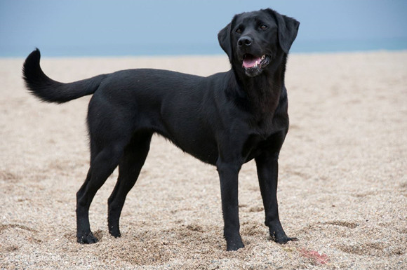 此后,许多拉布拉多犬和其他种类的猎犬互相交配繁殖,但幸运的是
