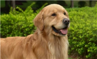 霍夫瓦尔特犬的原产地在哪里