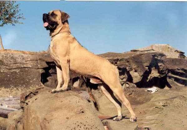 马士提夫犬需要训练什么