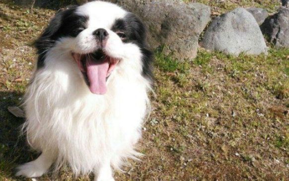 日本狆吃多了拉稀怎么办