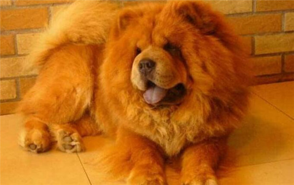 松狮犬的性格外貌特征 松狮犬的性格外貌特征