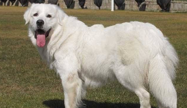 大白熊犬的体高是多少 大白熊犬的体高是多少