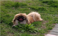 北京犬的体重大约是多少