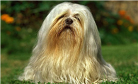 拉萨犬的体重大约是多少