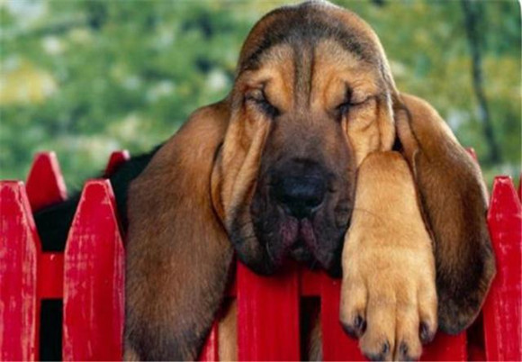 寻血猎犬的用途是什么 寻血猎犬的用途是什么