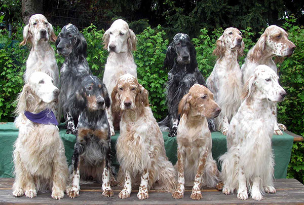 选对英国赛特犬,出门遛弯儿超拉风! 选对英国赛特犬,出门遛弯儿超拉风!