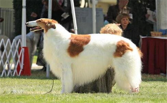 苏俄猎狼犬的性格外貌特征