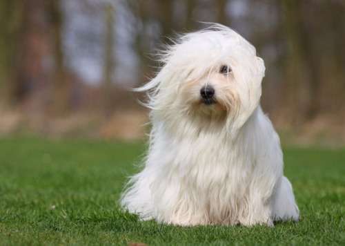 棉花面纱犬的用途是什么