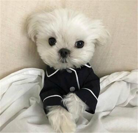 马尔济斯犬一天吃几顿 马尔济斯犬一天吃几顿