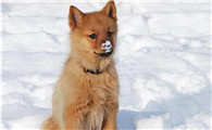 芬兰狐狸犬拉稀应该怎么做