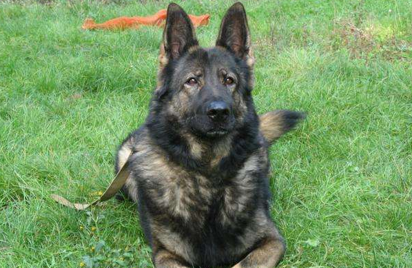 昆明犬有几种颜色-宠物网问答