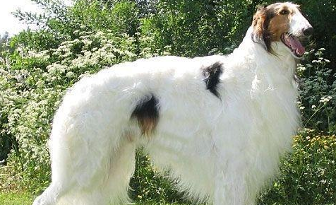 苏俄牧羊犬如何训练 苏俄牧羊犬如何训练