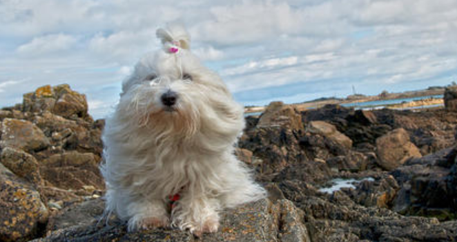 棉花面纱犬什么颜色好