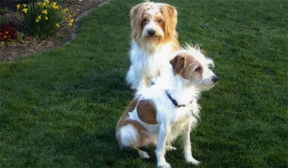 克龙弗兰德犬如何训练 克龙弗兰德犬如何训练