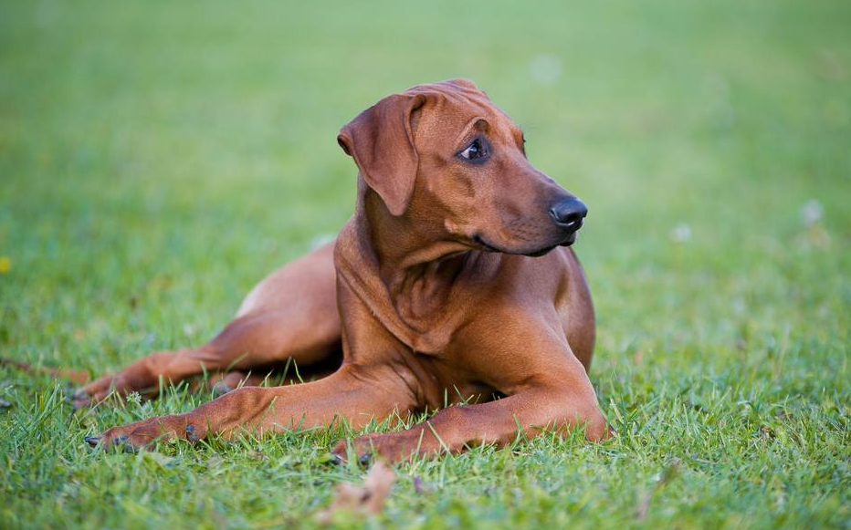 罗得西亚脊背犬训练技巧有哪些 罗得西亚脊背犬训练技巧有哪些