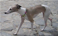 惠比特犬不能吃什么