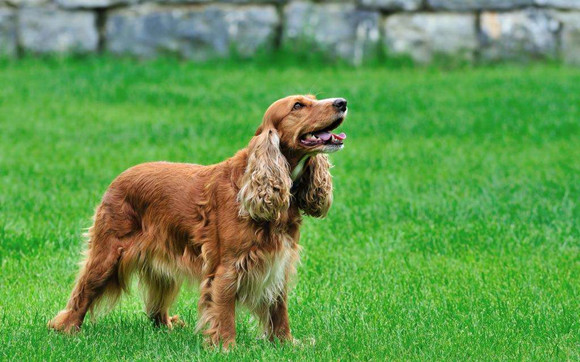 爱尔兰塞特犬喜欢什么 爱尔兰塞特犬喜欢什么