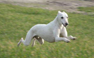 惠比特犬聪明吗