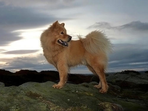 欧亚大陆犬吃多了吐了怎么办