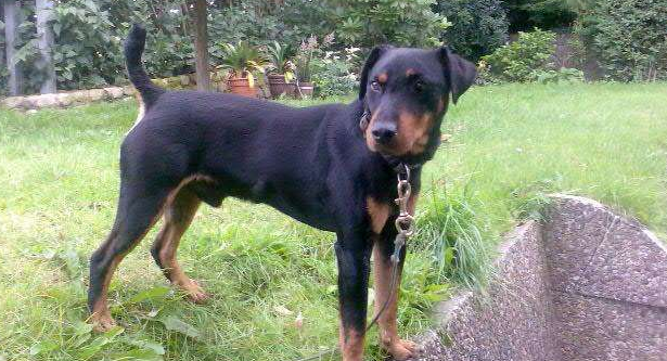 德国猎梗的性格外貌特征