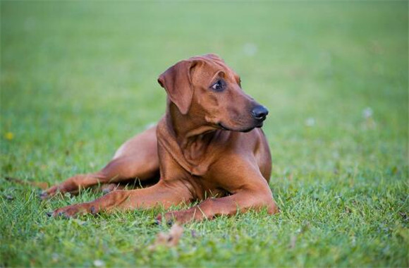 怎么判断罗得西亚脊背犬得了什么病