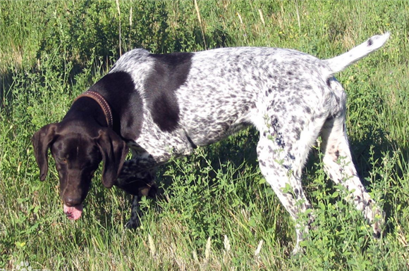 法国指示猎犬的性格外貌特征