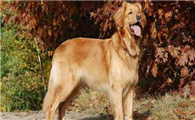 霍夫瓦尔特犬需要训练什么