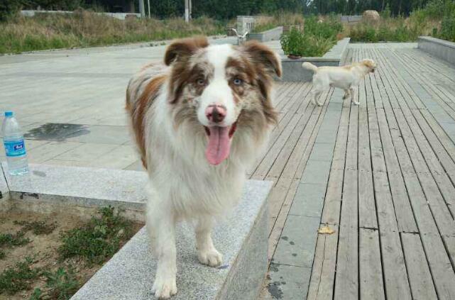 怎么判断安娜图牧羊犬得了什么病 怎么判断安娜图牧羊犬得了什么病